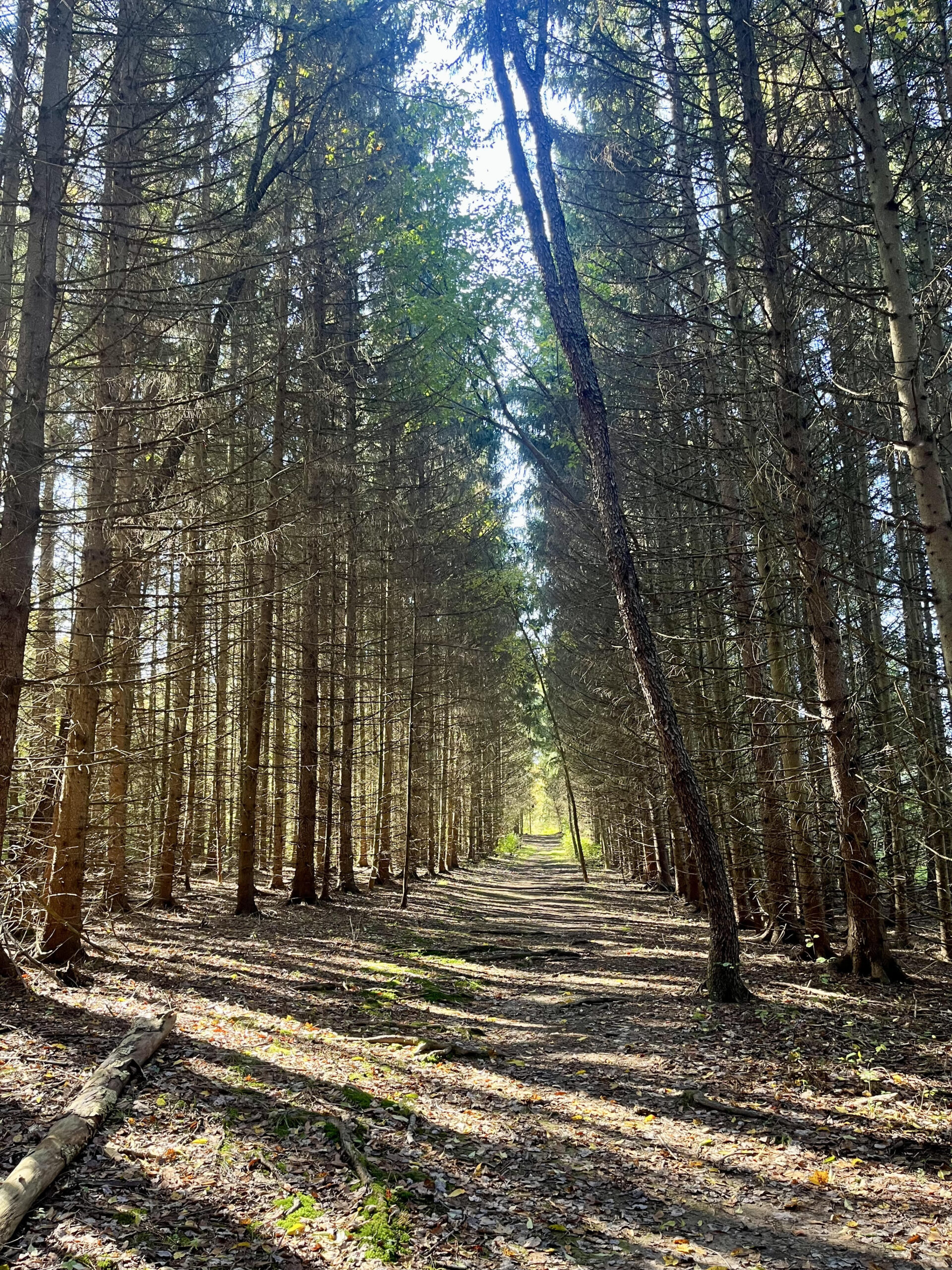 Tree Farm Trail in CVNP 